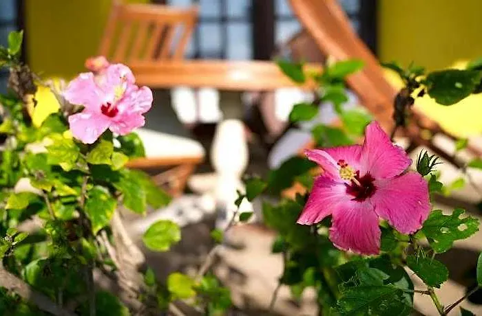 Flores 4*